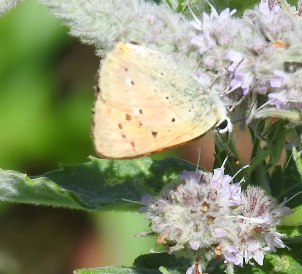 Identificazione Licaenidae: Lycaena virgaureae, maschio